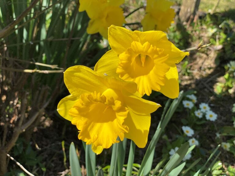 Die Gartensaison startet – Aussaattipps!