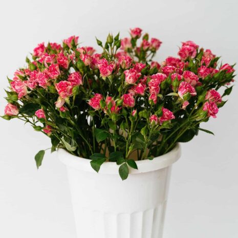 Pexels алекке блажин 11244832 Pexels алекке блажин 11244832